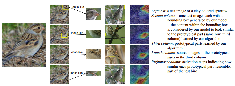 Figure 2: Example of an interpretable predictive model to predict bird’s specie.